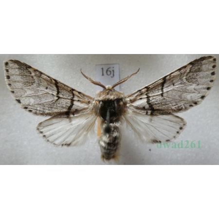 Furcula bifida (Brahm, 1787) male Widłogonka dwojaczka, Leszczotka dwojaczka Czech16j